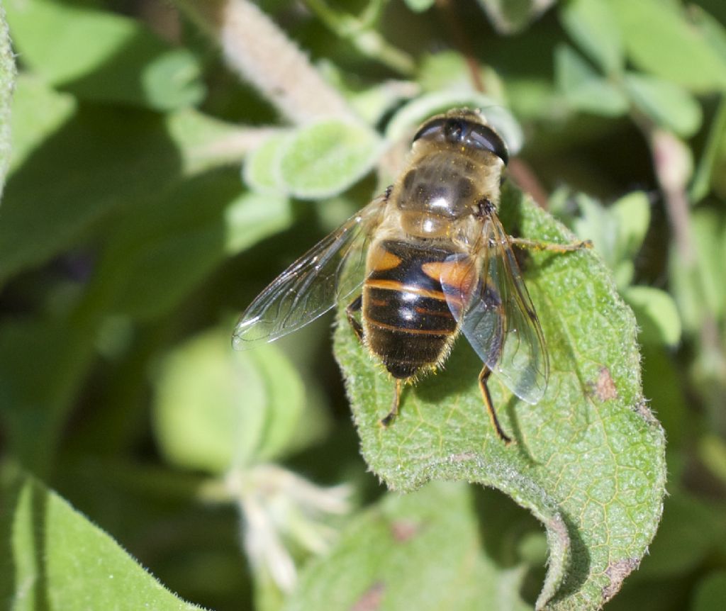 Eristalis tenax?